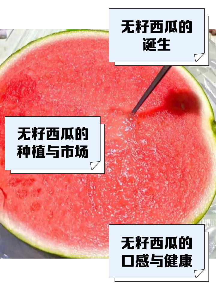 无籽西瓜怎么育苗(无籽西瓜育苗及栽培技术)