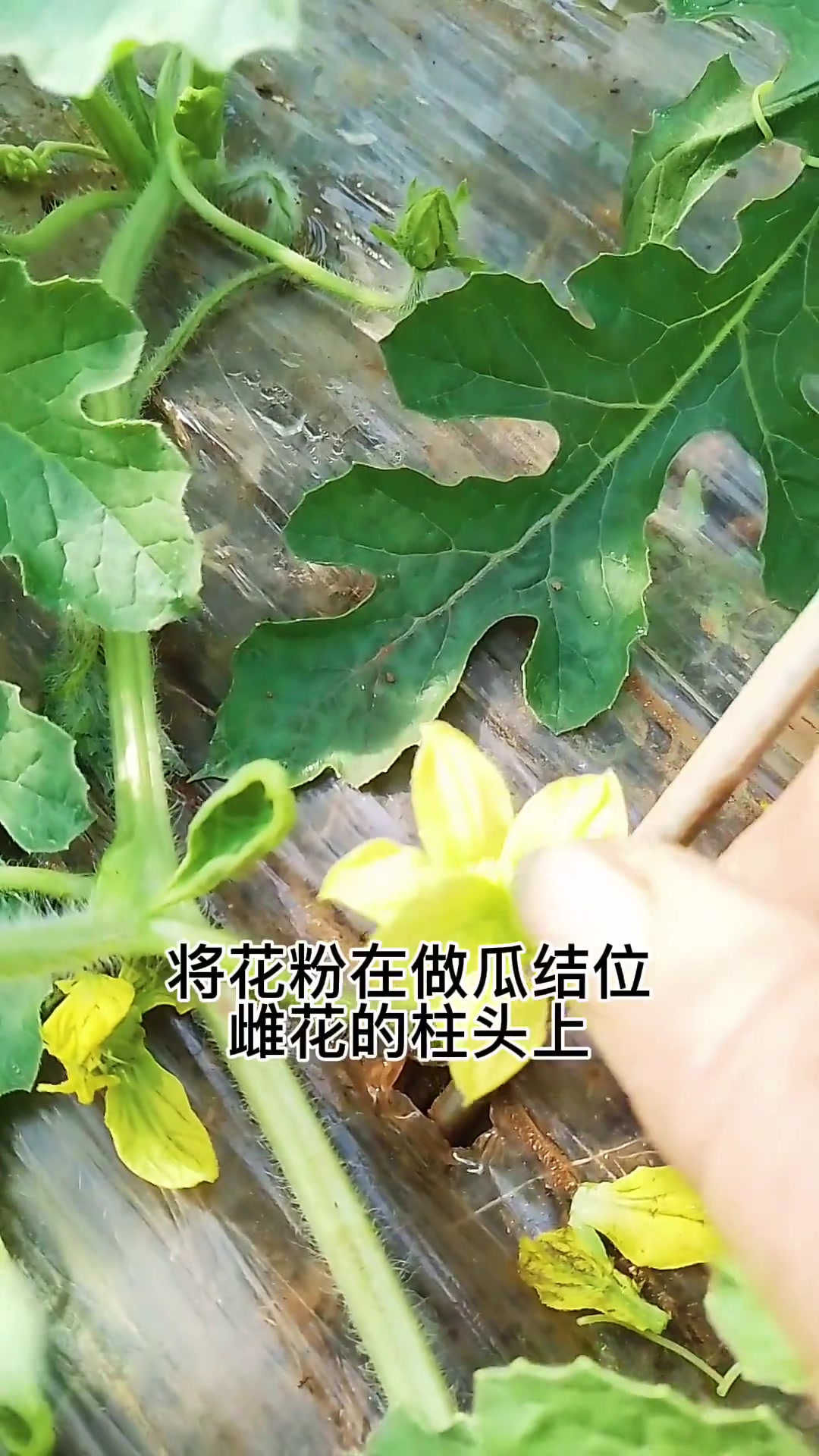无籽西瓜怎么育苗(无籽西瓜育苗及栽培技术)