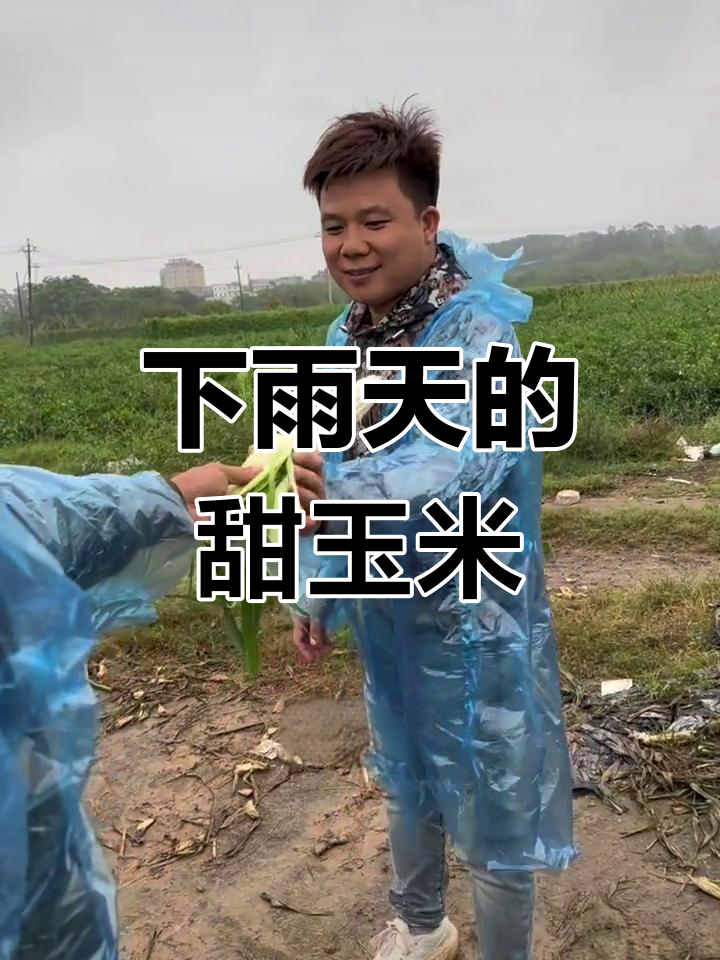 下雨天可以种玉米吗(下雨天可以给玉米施肥吗)