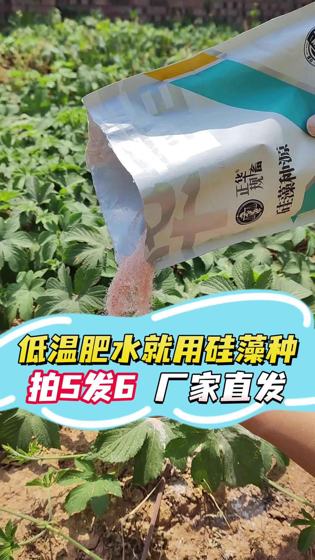 水产养殖硅藻种哪家好(水产硅藻种哪个品牌最好)