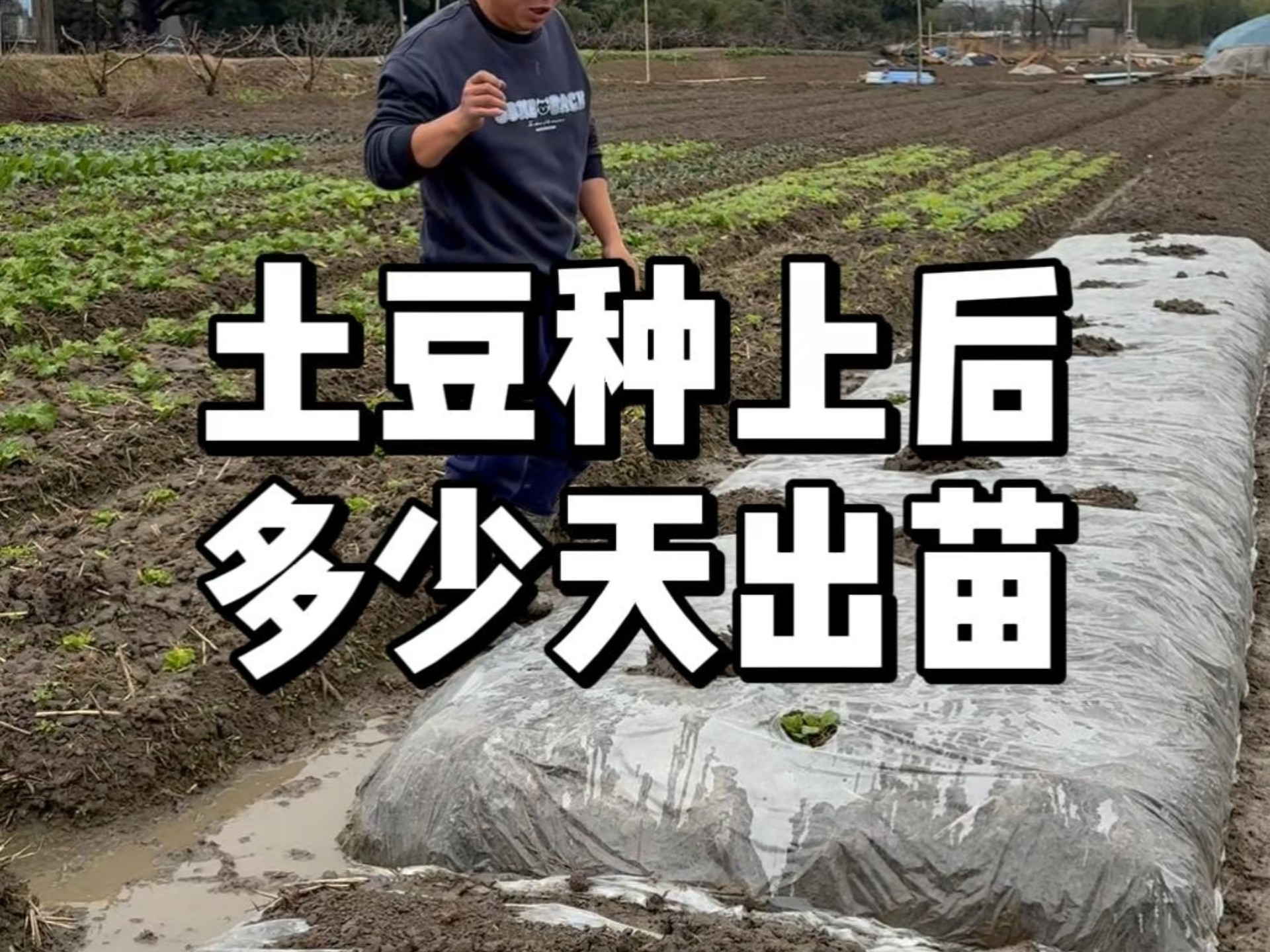土豆能种两季吗(土豆可以连种两年吗)