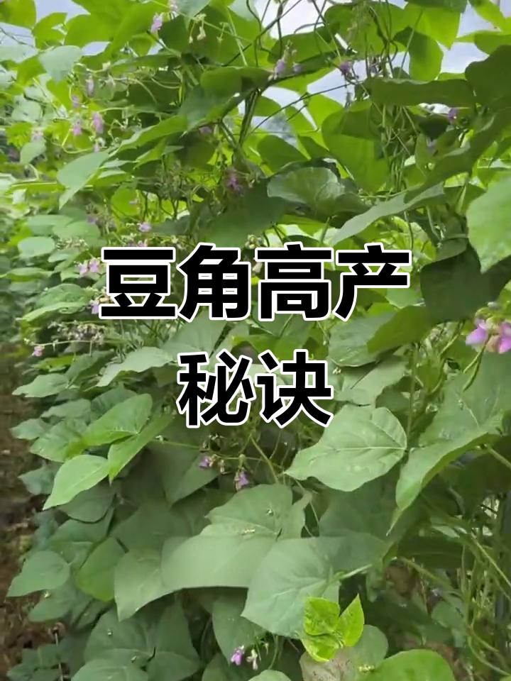 豆角结果期怎样施肥(豆角结果期怎样施肥呢)