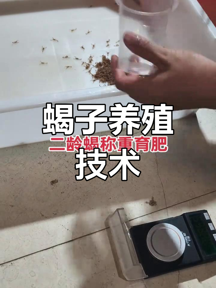 蝎子养殖新技术(蝎子养殖关键技术)