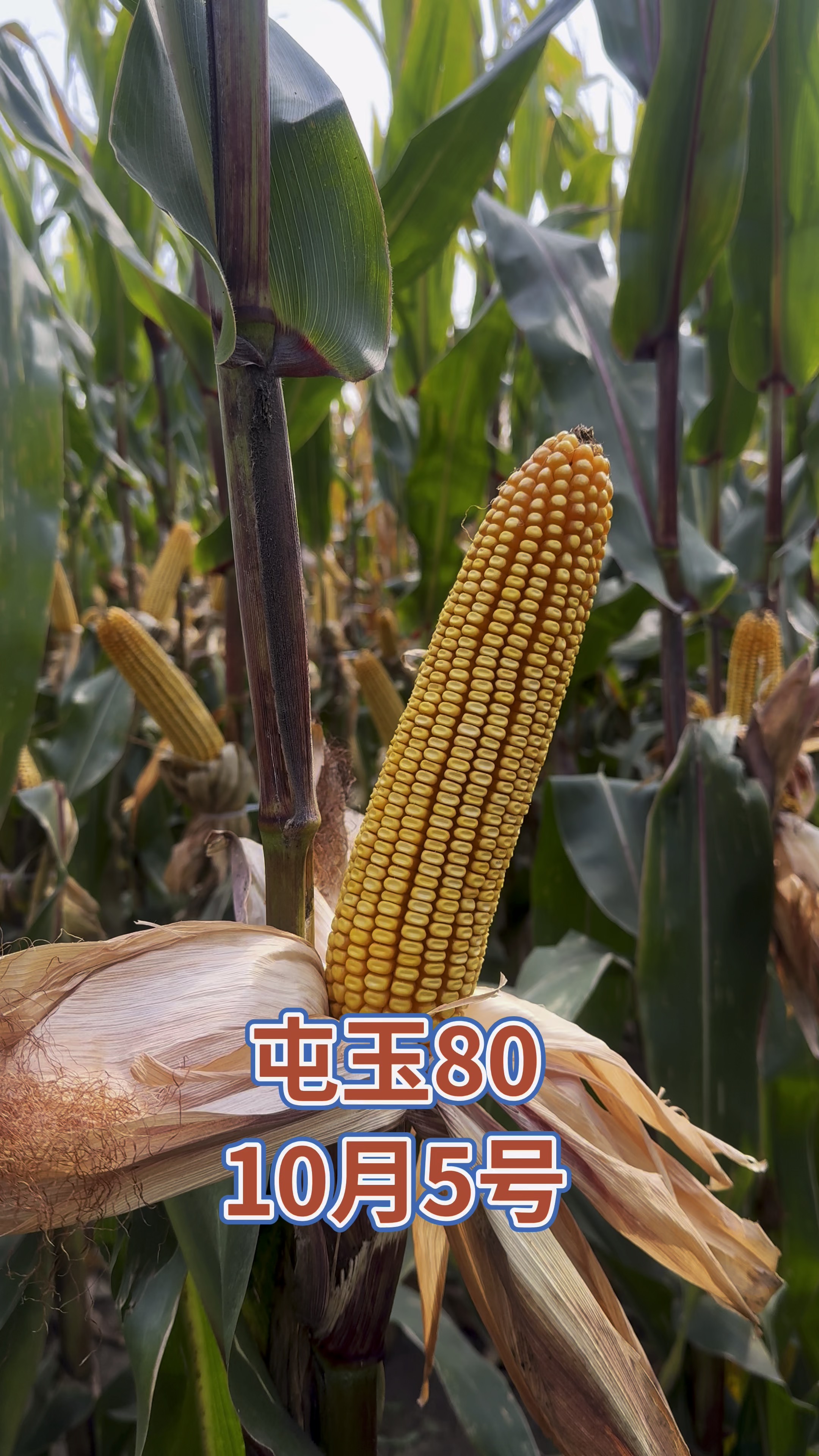 高产玉米种子排行榜(高产玉米种子十大品种)