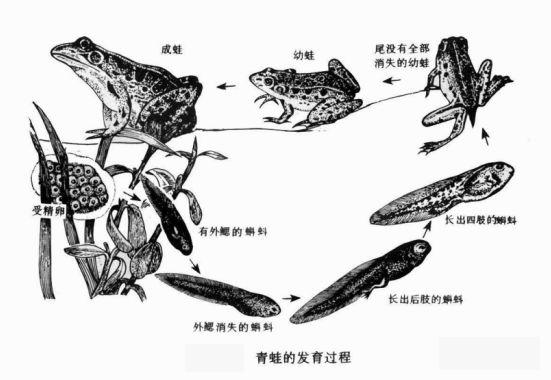 泰蛙养殖关键技术(泰蛙的养殖成本及利润)