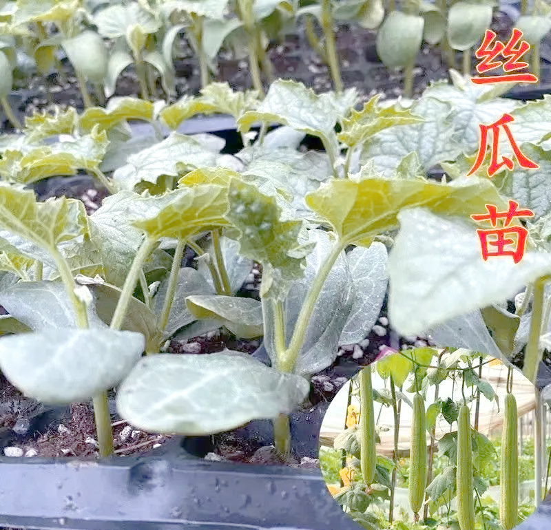 肉丝瓜的种植技术(肉丝瓜种子价格及价格)