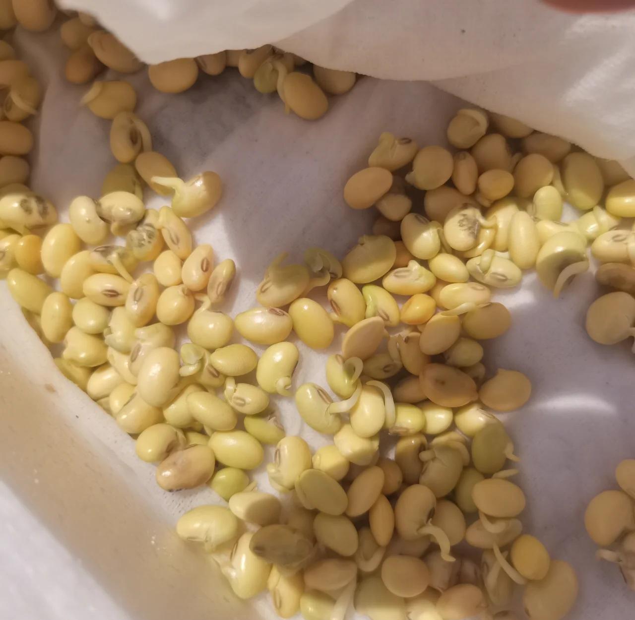 大豆种植技巧(大豆栽培技术种植方法)