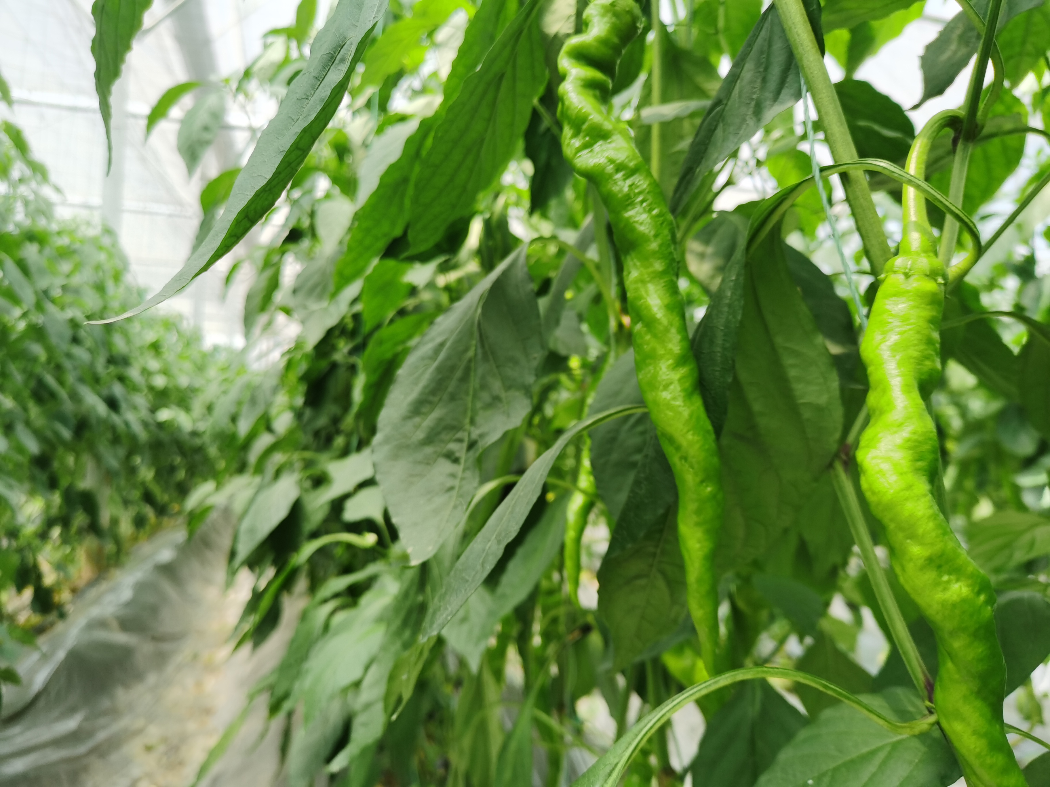 蔬菜标准化种植(蔬菜标准化种植技术)