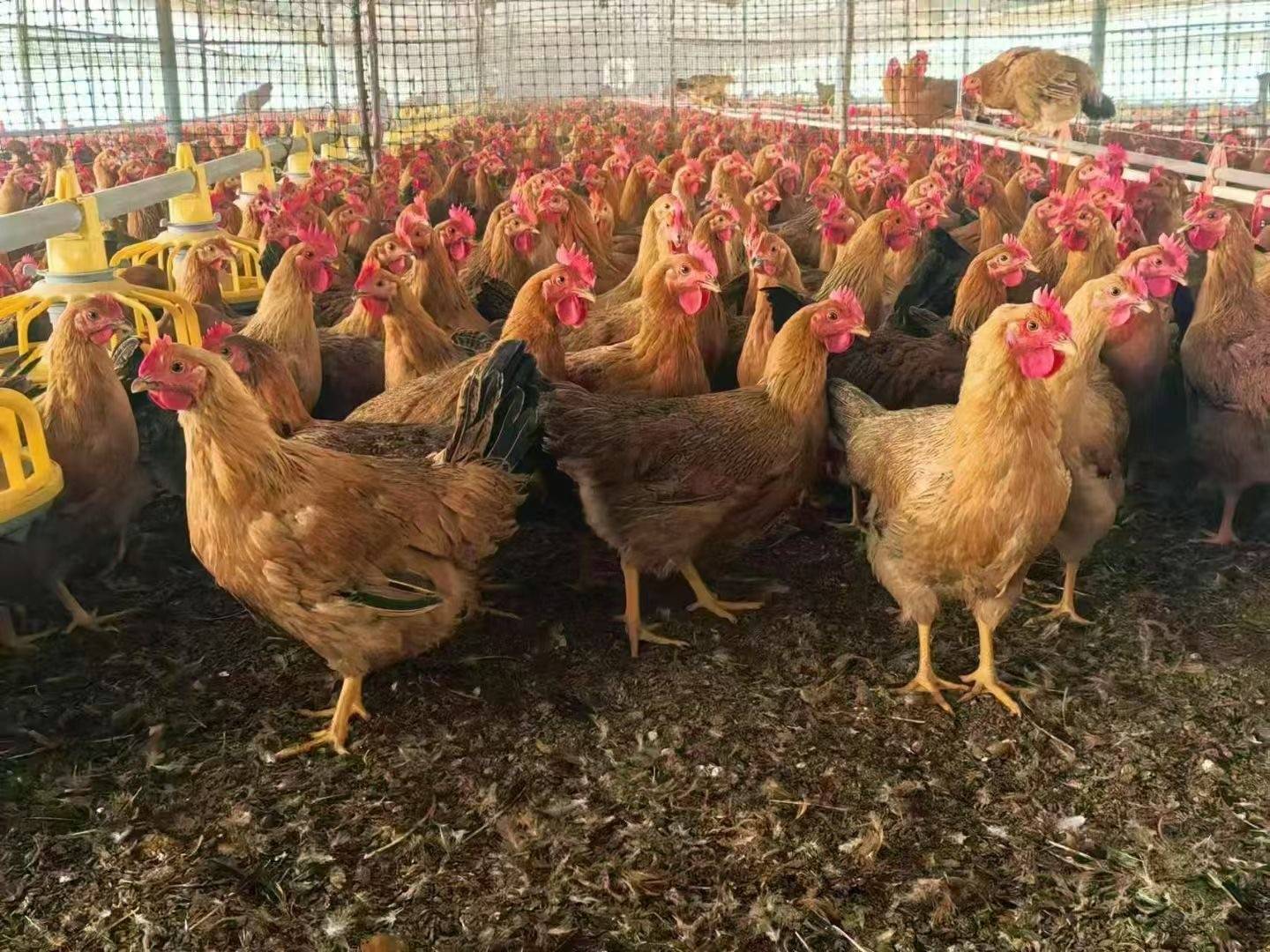 包含肉鸡饲养,蛋鸡养殖一笼多少只,,1.24,7,低,地域词的词条