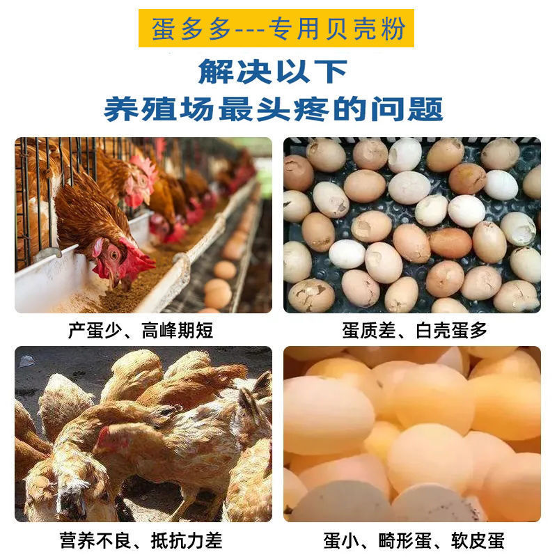 贝壳粉能喂鸡吗(贝壳粉可以给母鸡补钙吗)