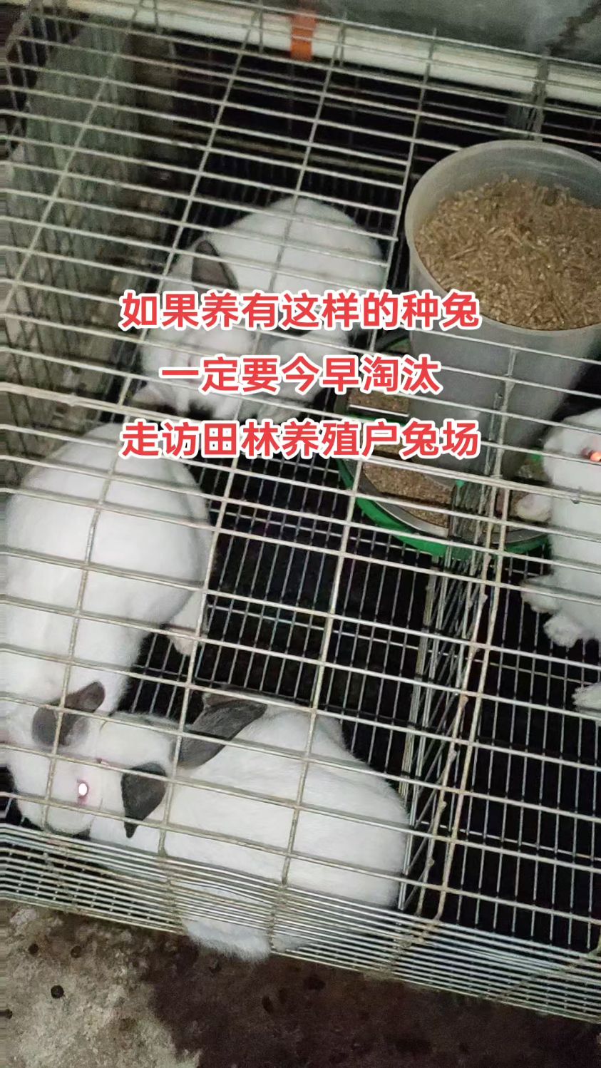肉兔养殖技术方法(肉兔养殖技术方法视频)
