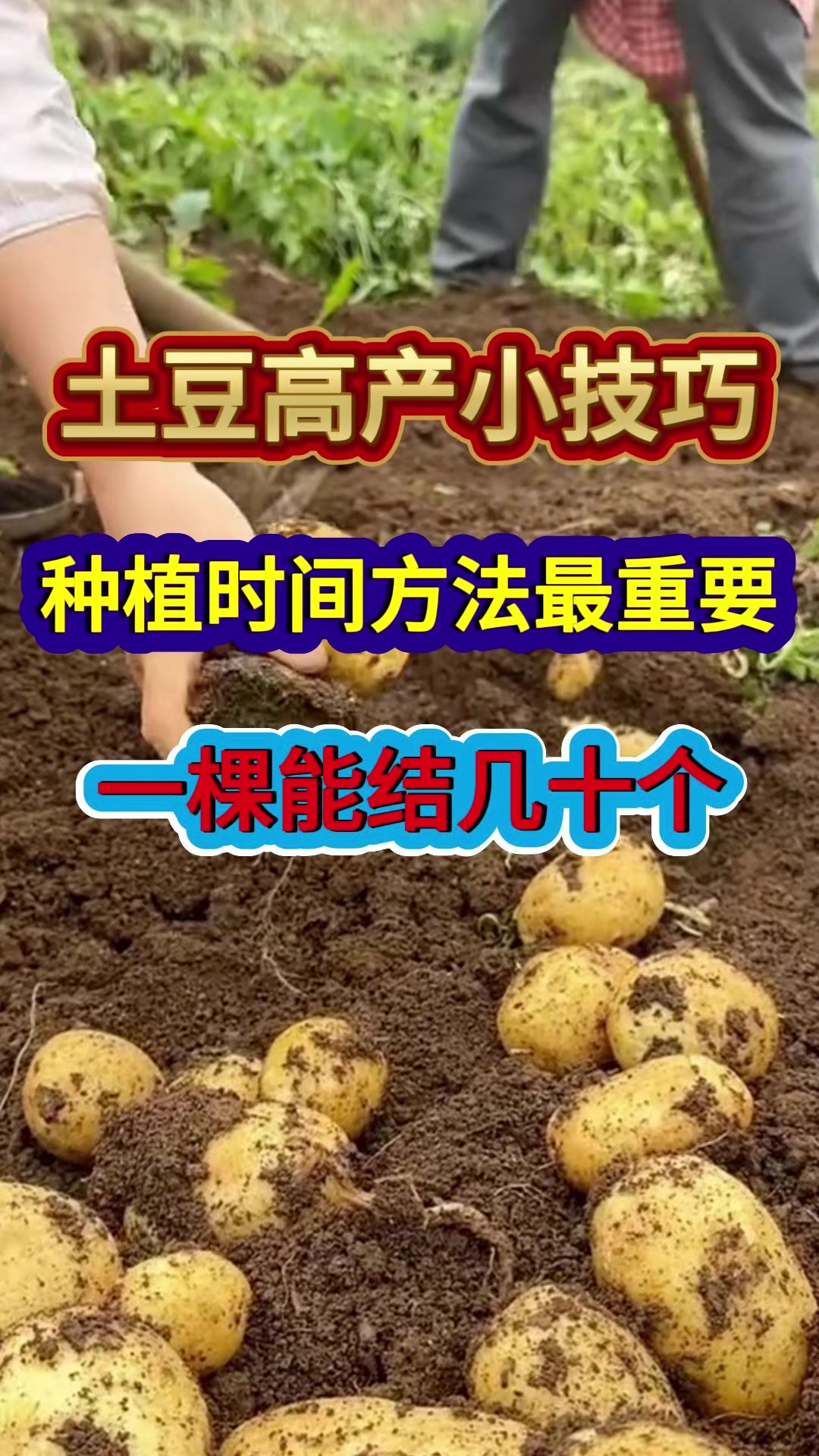 土豆无土栽培技术视频(土豆无土栽培技术视频教程)
