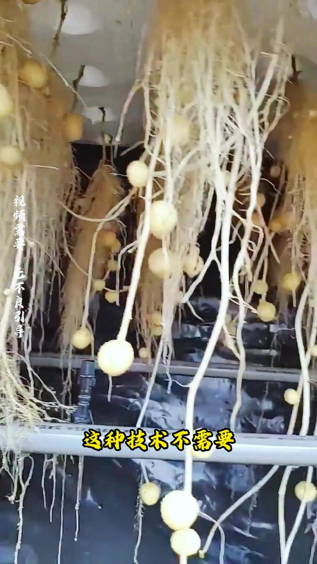 土豆无土栽培技术视频(土豆无土栽培技术视频教程)