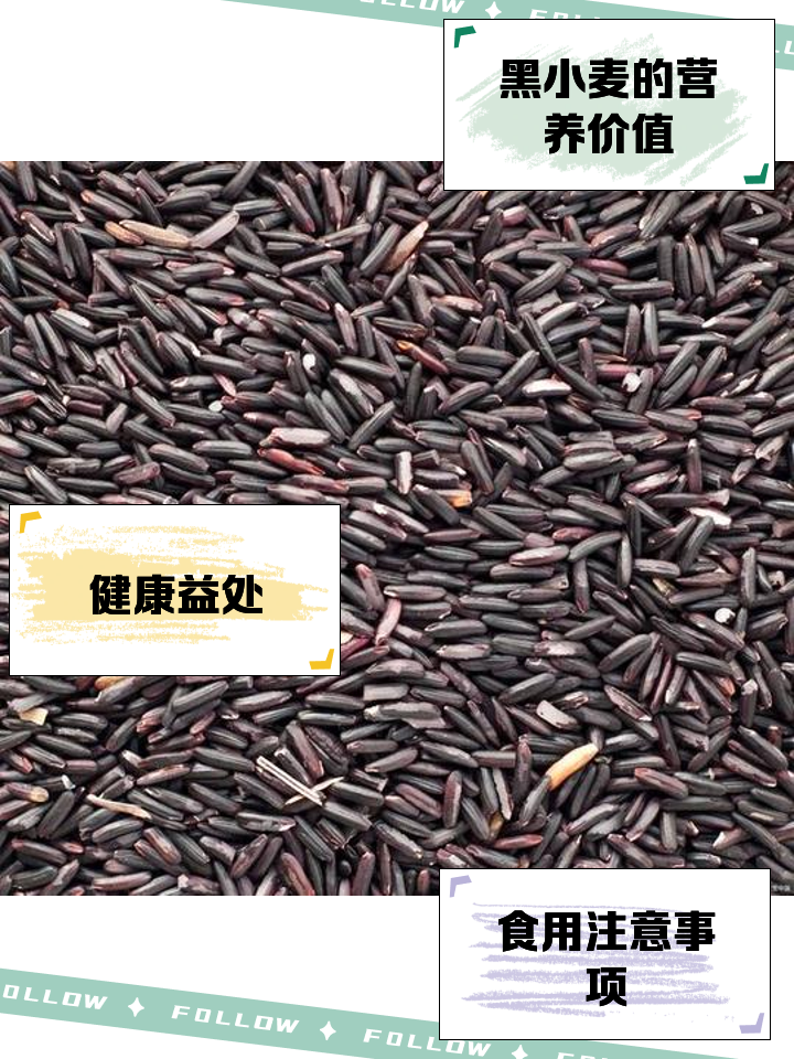 黑龙江小麦品种大全(黑龙江小麦品种大全图片)