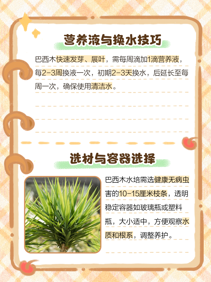 巴西木的水培养殖方法(巴西木水培需要什么营养)