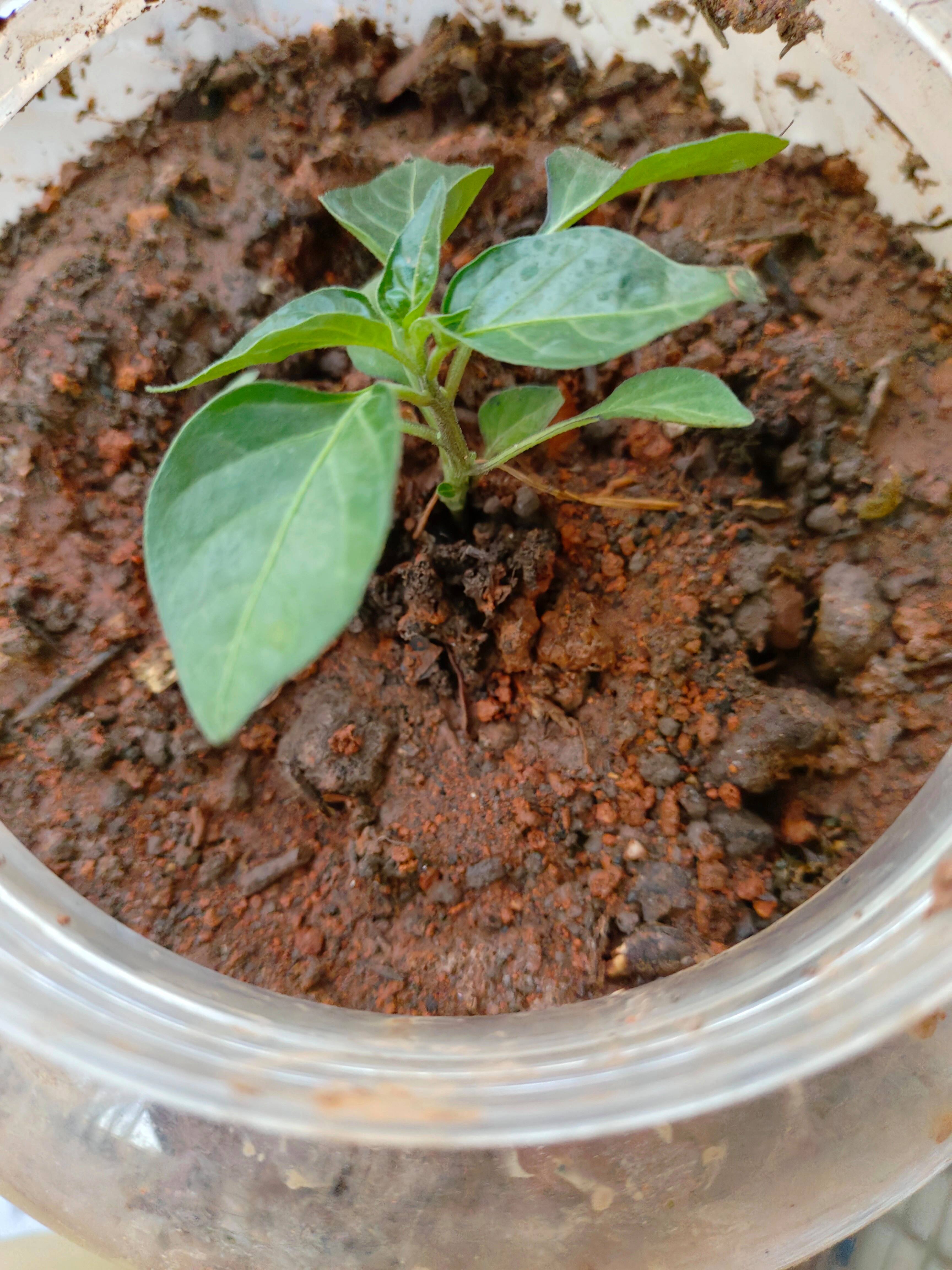 辣椒苗早上栽还是下午栽(辣椒早上种好还是下午种好)