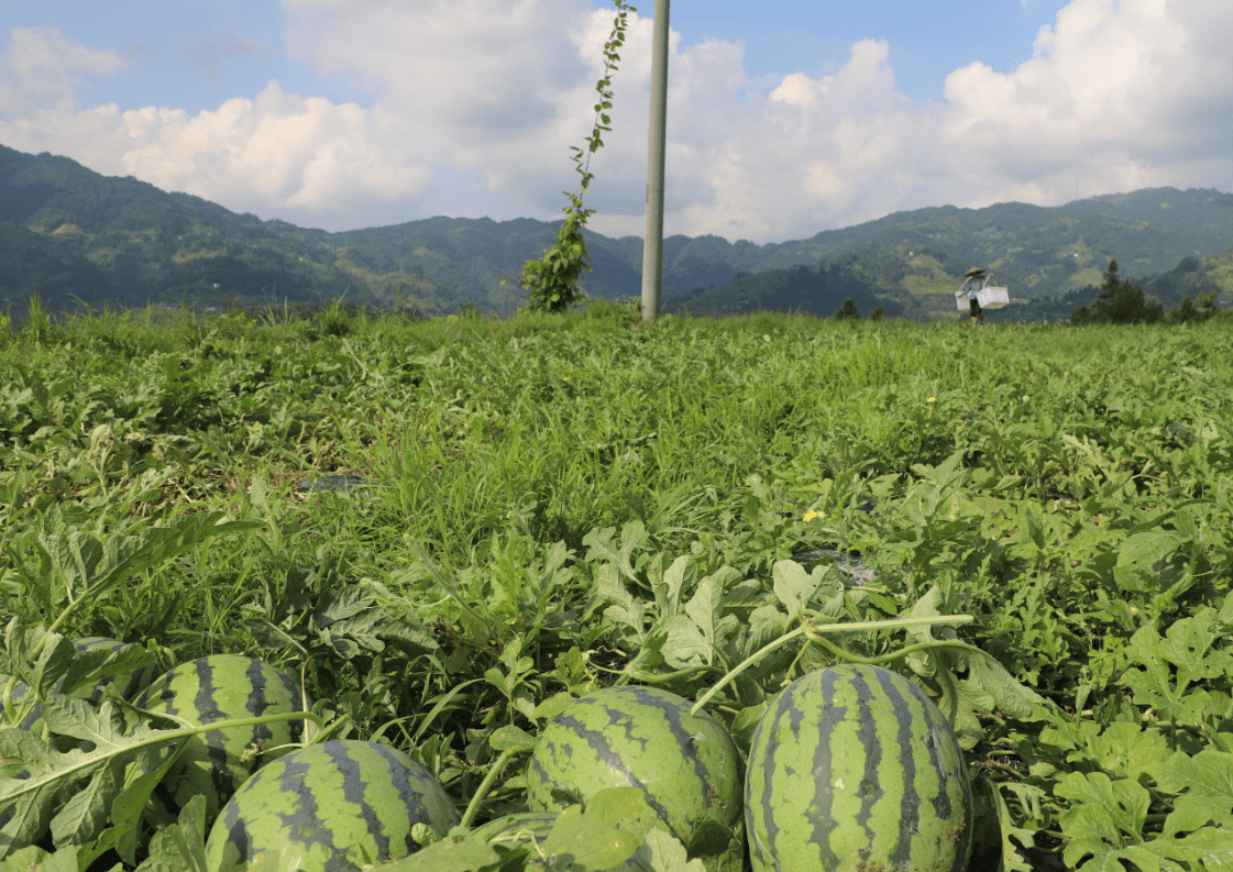 西瓜的种植地方(西瓜的种植地方在哪里)