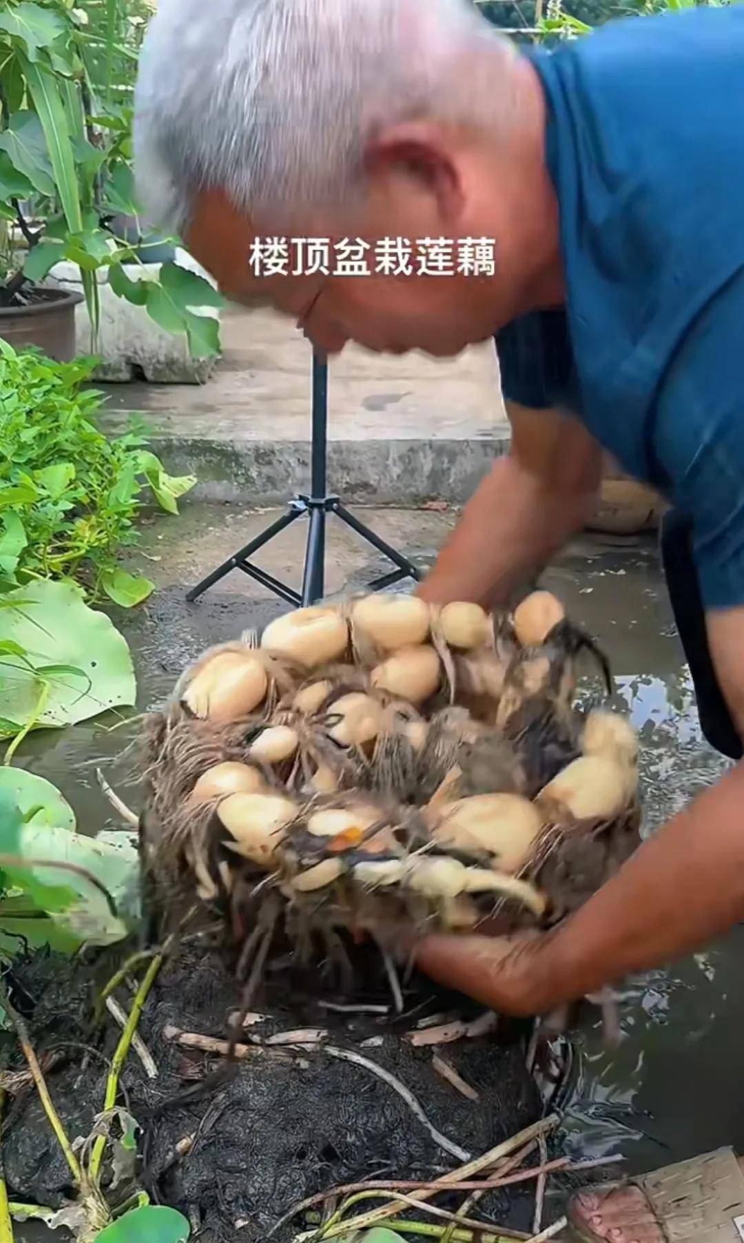 油桶种苦瓜(油绿苦瓜种子)
