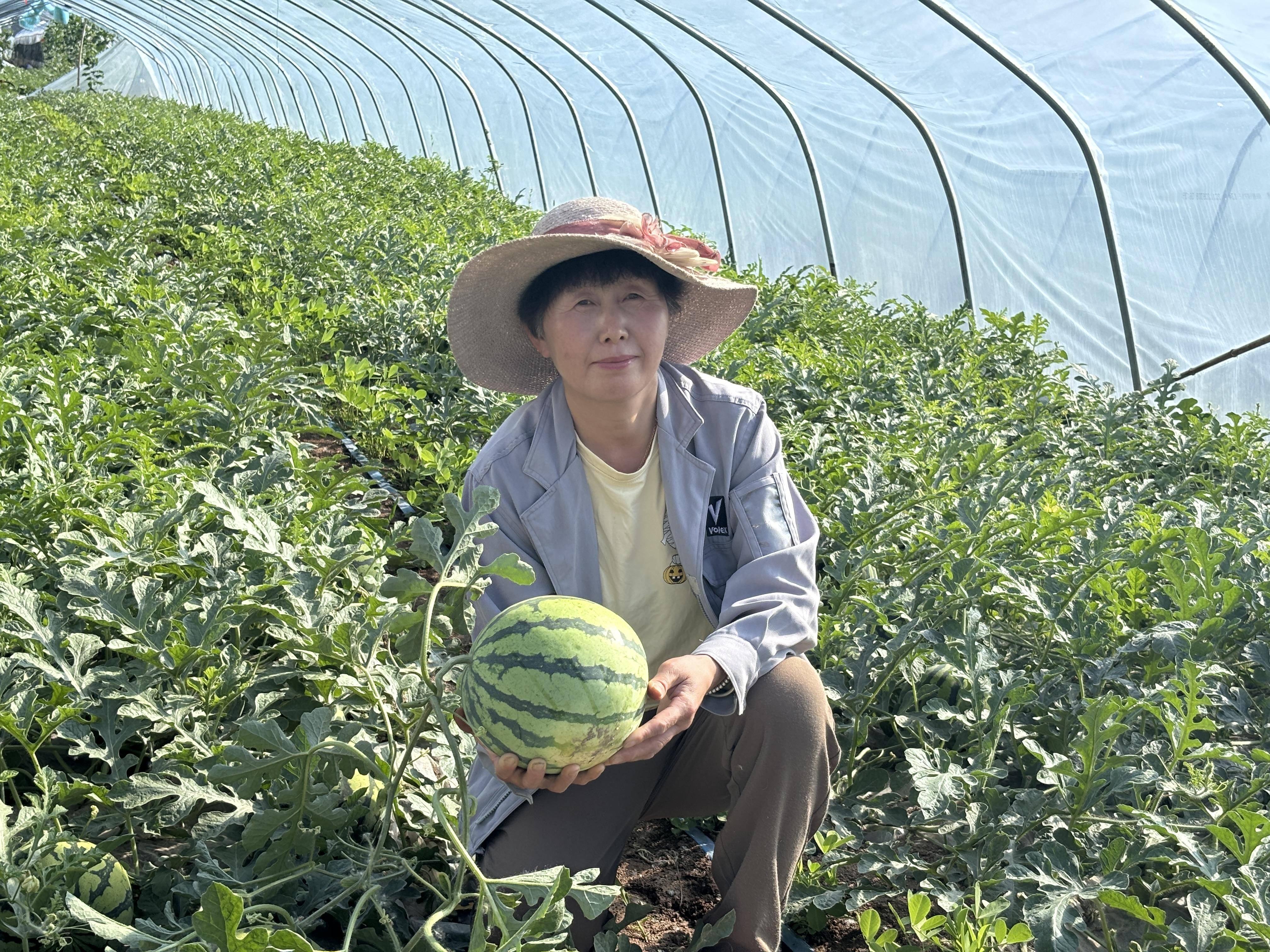 种西瓜全过程(种西瓜最简单三个步骤)