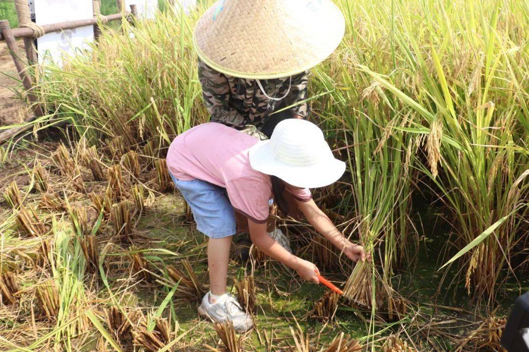 农民伯伯种稻子(农民伯伯种稻子作文)