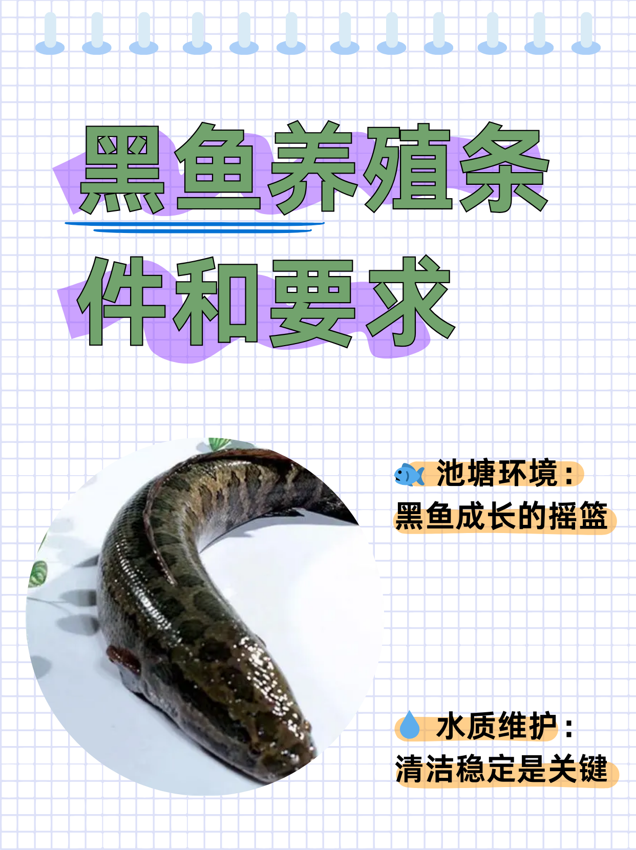 帆布水池养殖黑鱼技术(帆布水池养殖黑鱼技术要求)