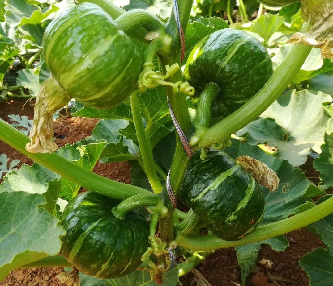 板栗南瓜的种植技术(板栗南瓜种植技术与管理如何打芯)
