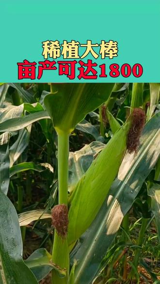 金博士717玉米种子(金博士717玉米种子审定公告)