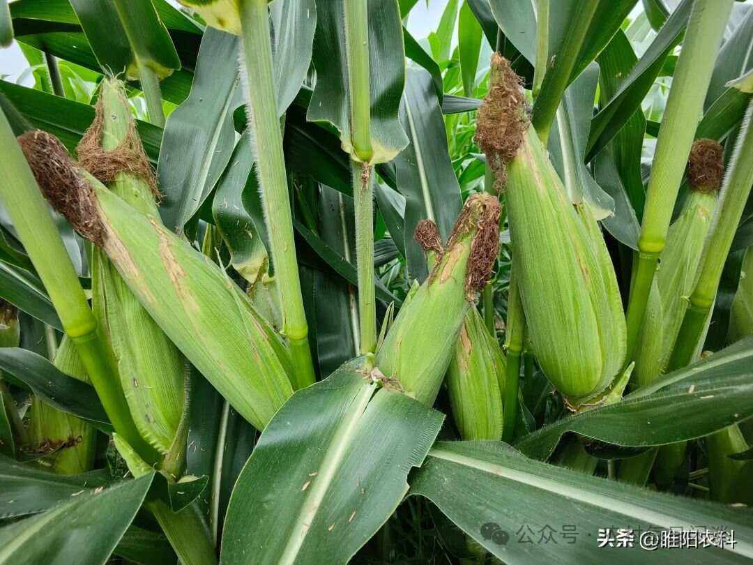 什么玉米是转基因品种的?(哪种玉米是转基因的吃了对人体有害吗)