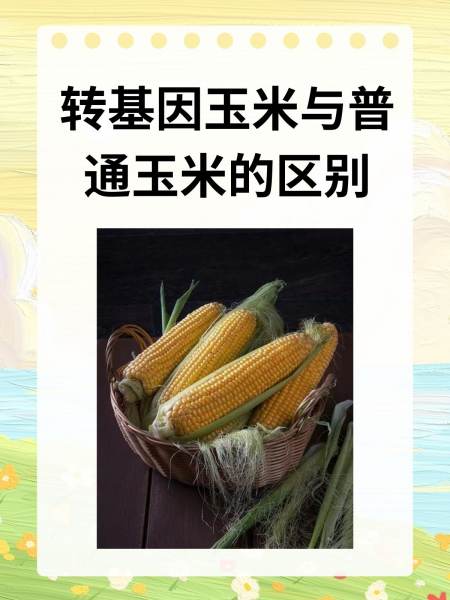 什么玉米是转基因品种的?(哪种玉米是转基因的吃了对人体有害吗)
