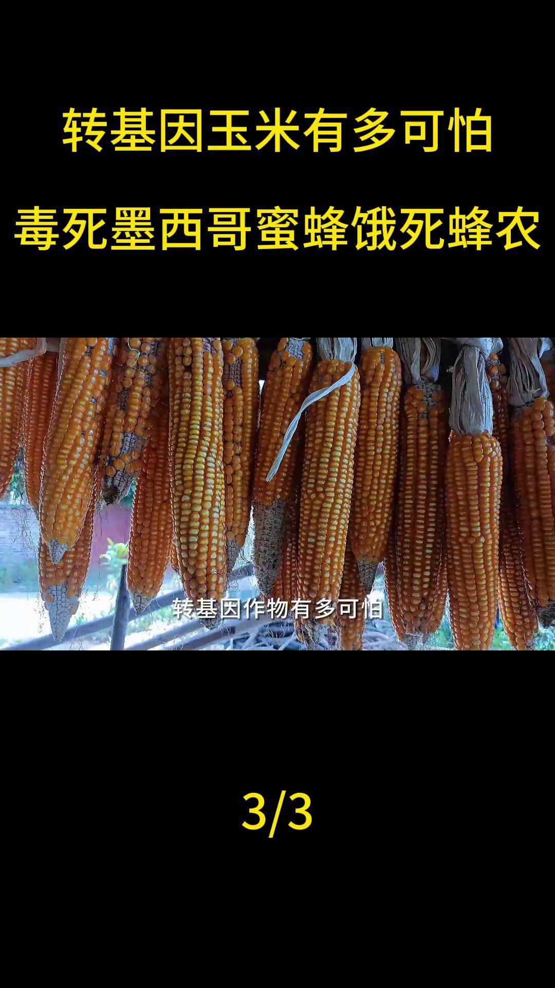 转基因玉米一圈多少粒(转基因玉米多于12排吗)
