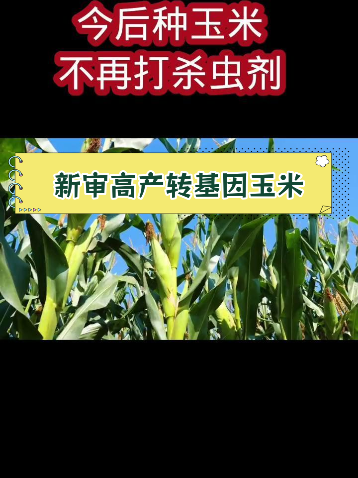 转基因玉米一圈多少粒(转基因玉米多于12排吗)