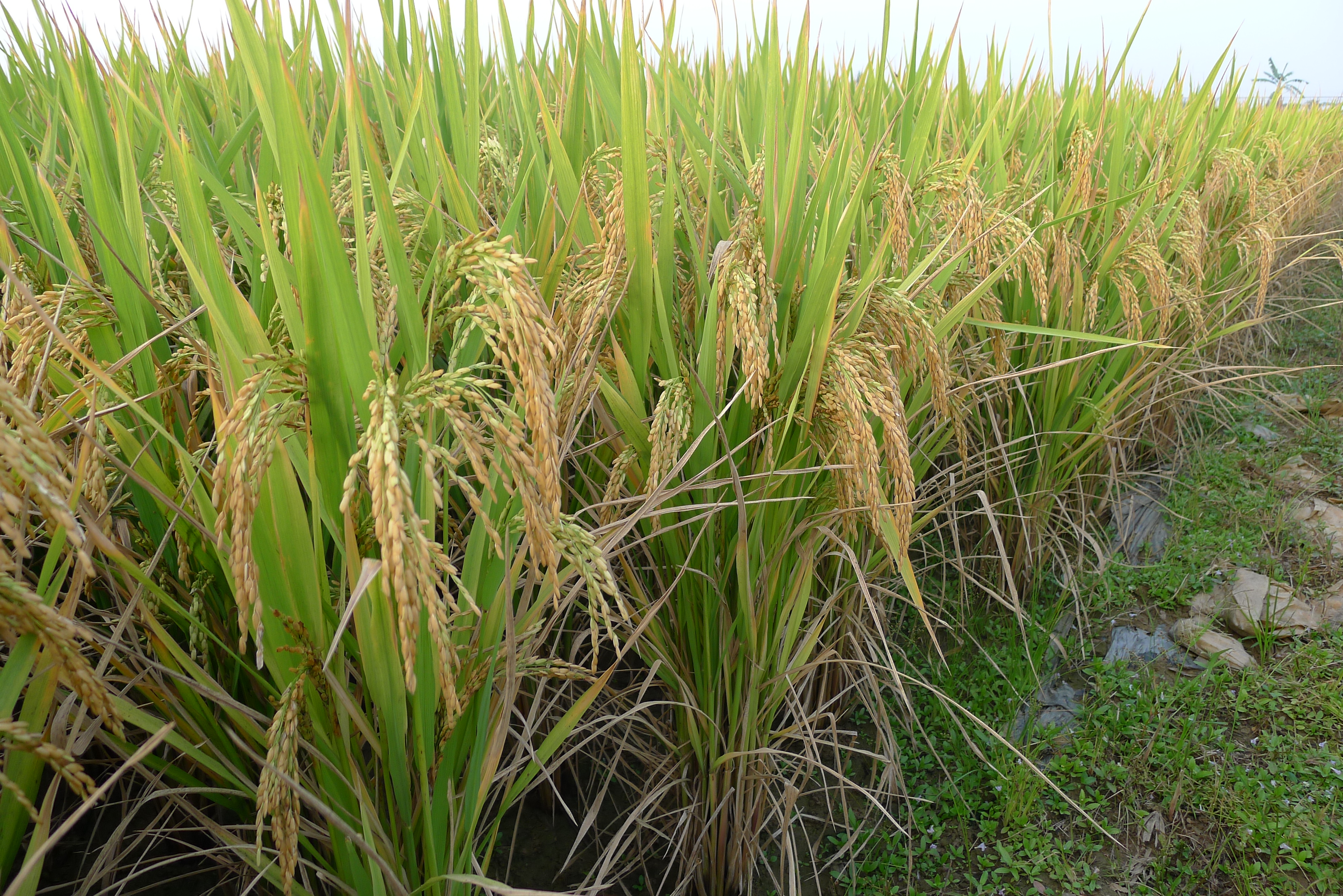 适合湖北种植的水稻品种(湖北2021年种什么水稻品种好)