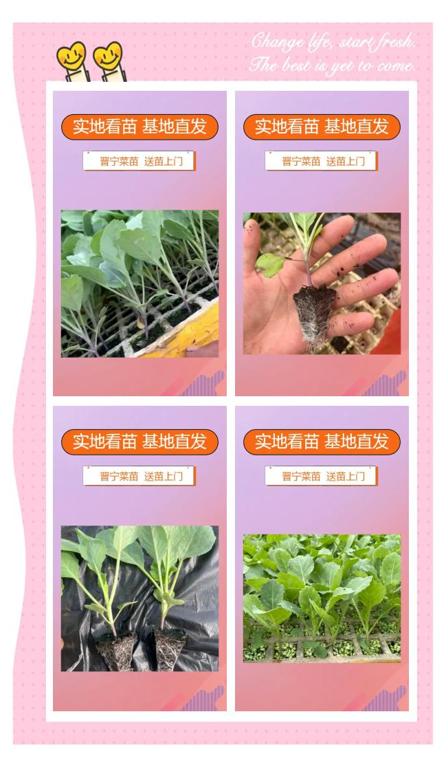 甜玉米育苗技术(甜玉米育苗技术与管理)
