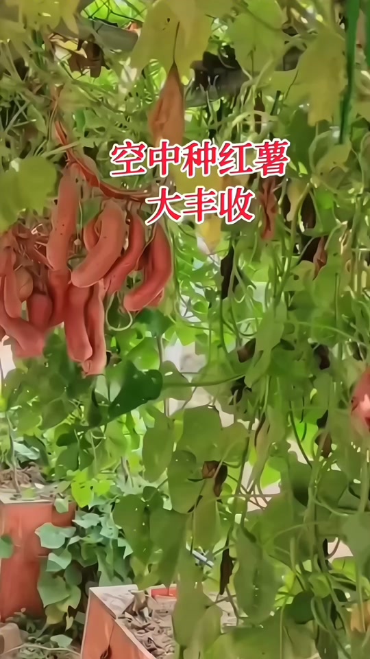 地瓜无土栽培技术(地瓜无土栽培技术视频)