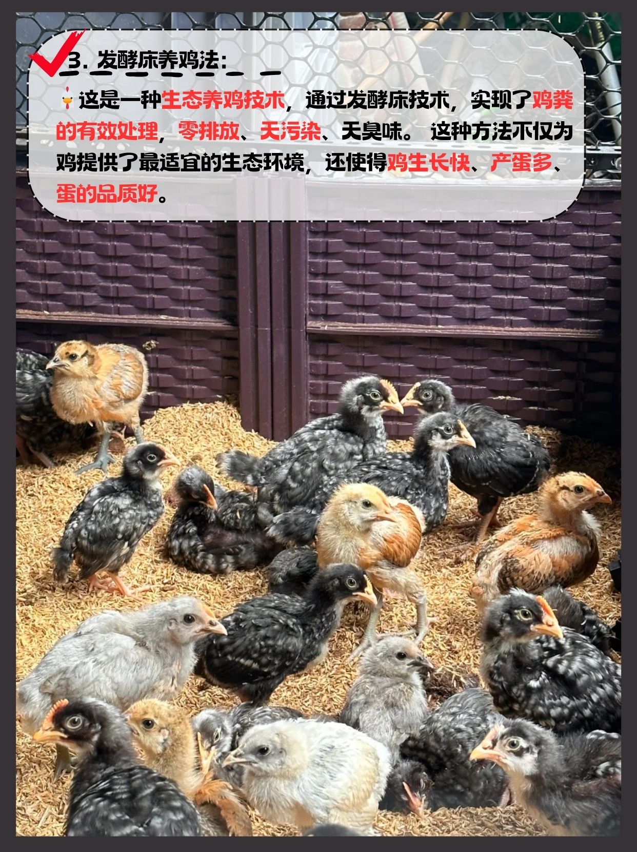 我想学养鸡(想学养鸡在什么地方培训)