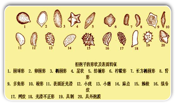 霉菌的繁殖速度多快(霉菌繁殖方式有哪些?)