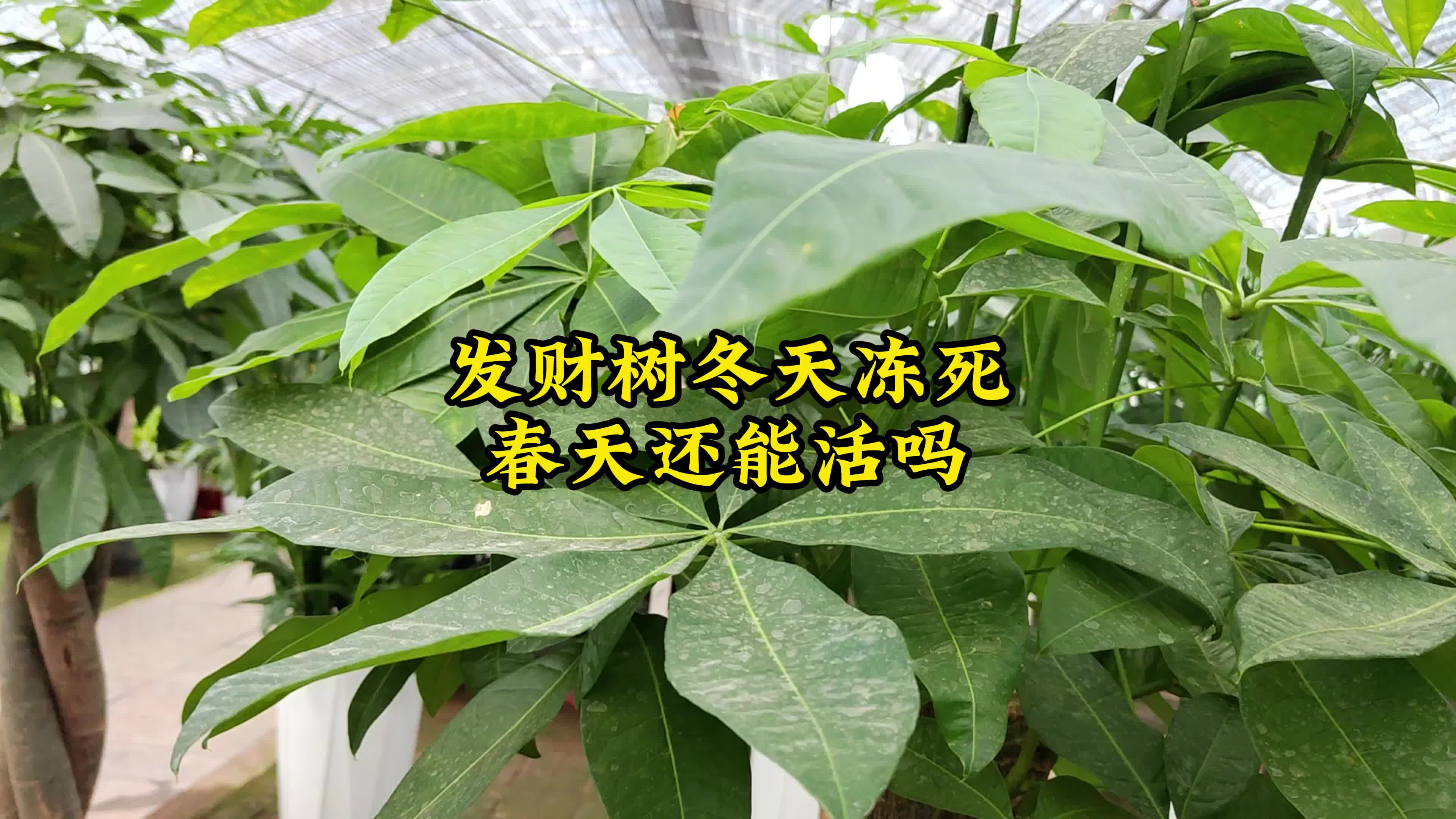 发财树冬天施肥(发财树冬天施什么肥)