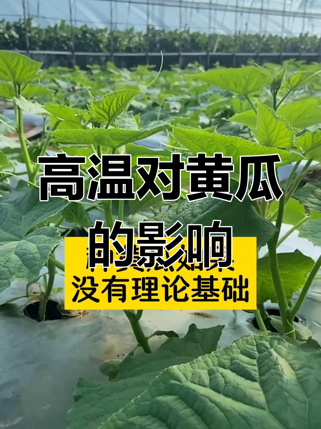 黄瓜移栽温度(黄瓜移栽温度多少合适)