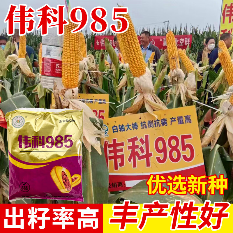 金海玉米种(金海玉米种那个产量最高)