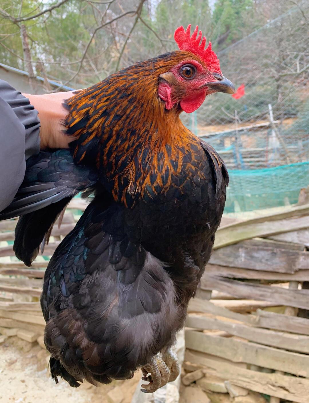 包含肉鸡饲养,玉米地养土鸡,,1.24,2,中,美食词的词条