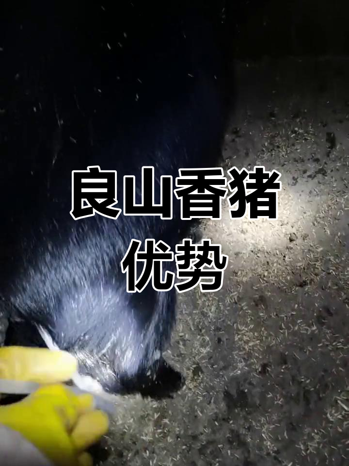 藏香养殖猪技术(养殖藏香猪的前景如何不是骗局)