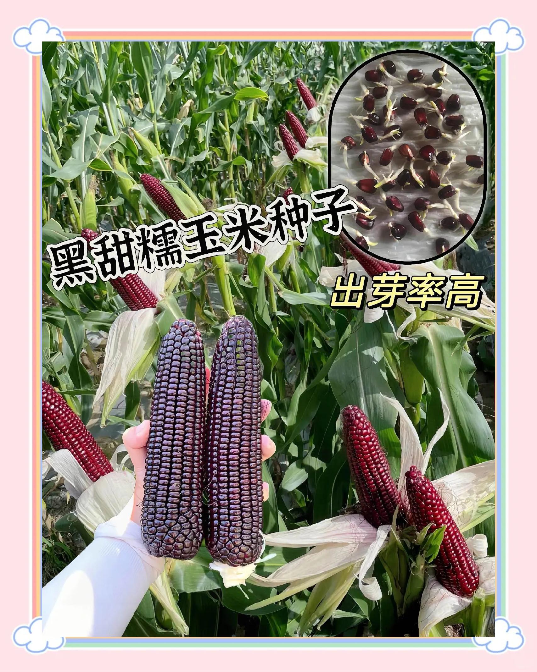 地温多少可以种玉米(地温多少可以种玉米呢)