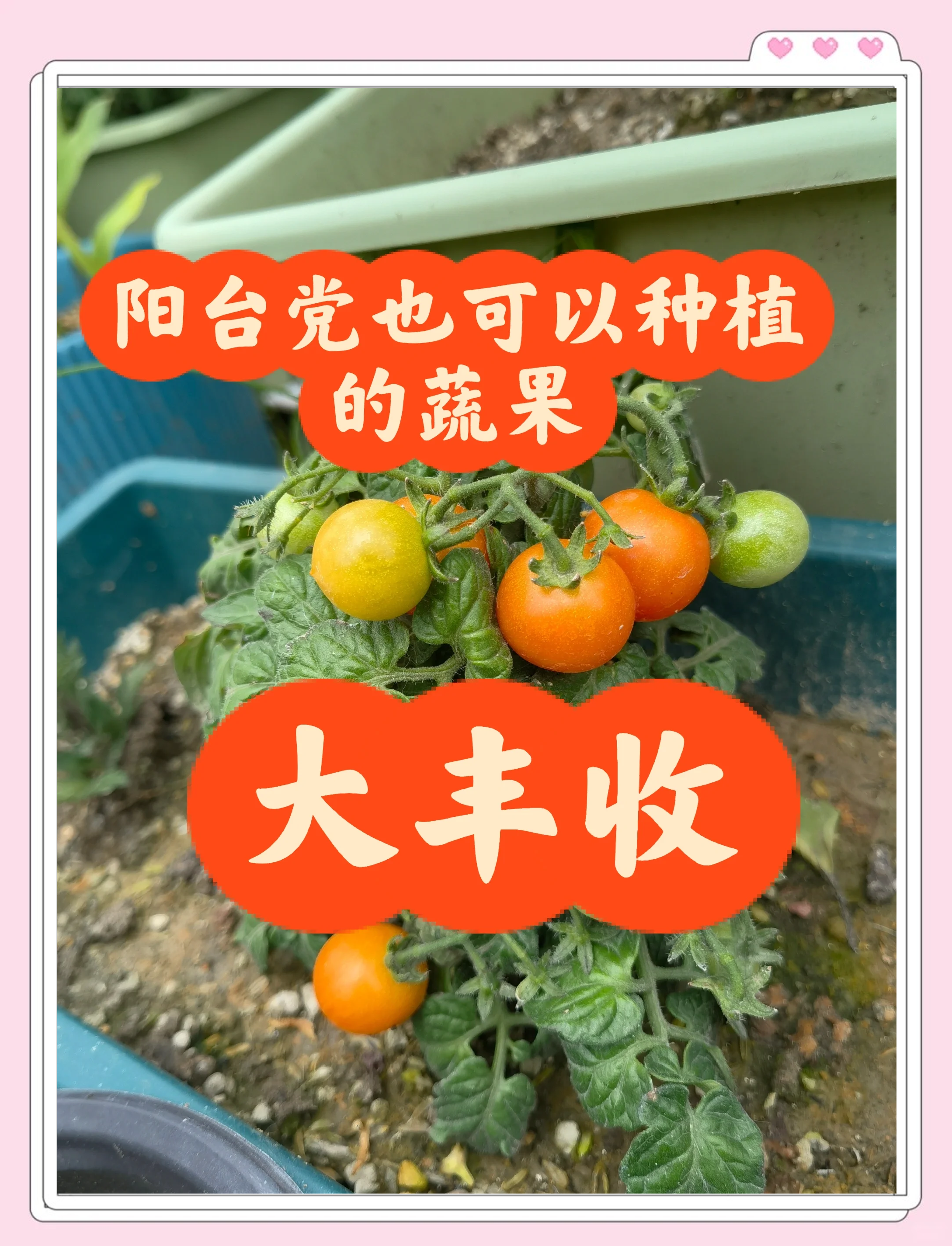 小番茄种植流程(番茄种植流程图手抄报图片a3大全)