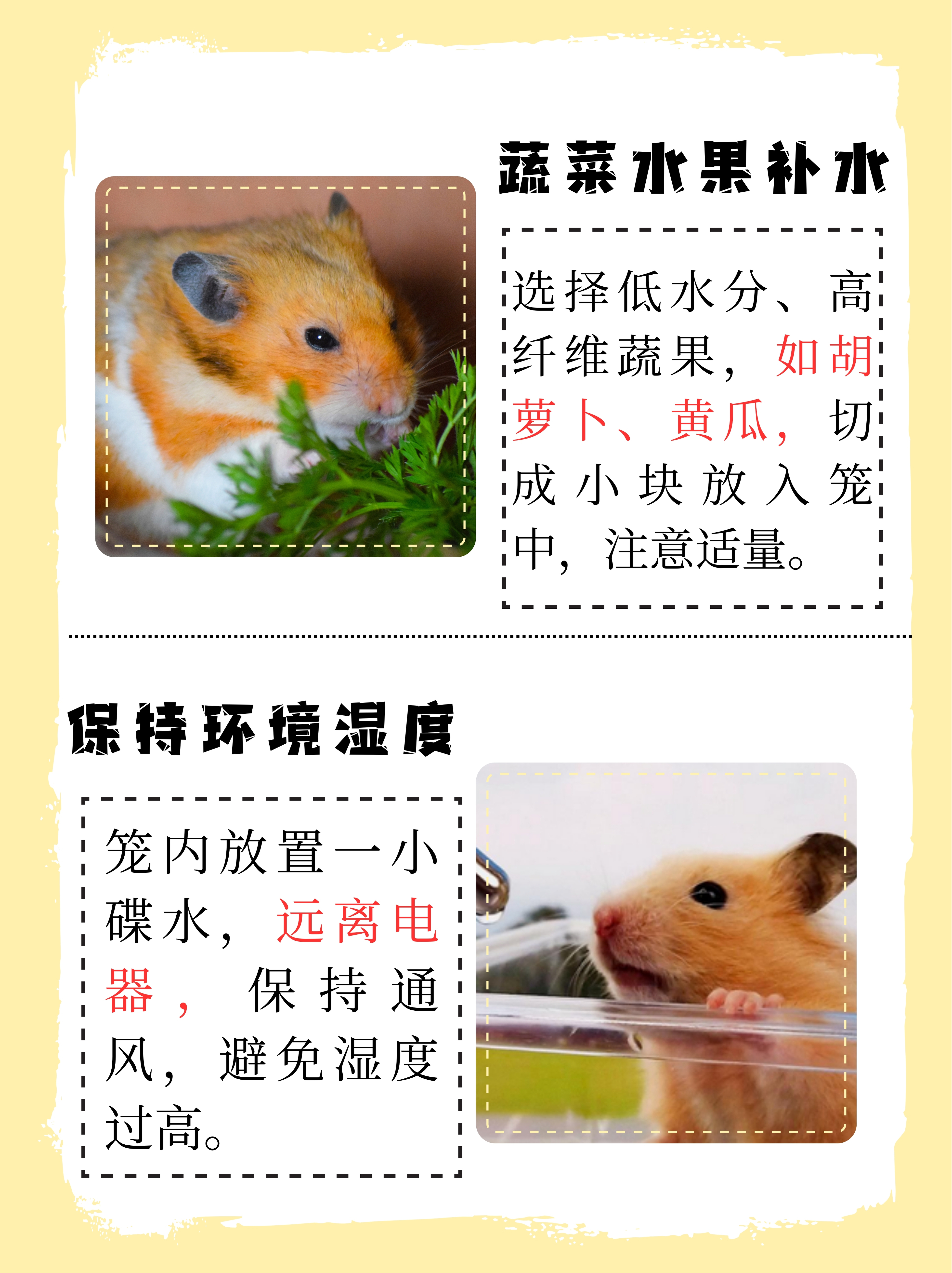 仓鼠规模化养殖技术(仓鼠规模化养殖技术视频)