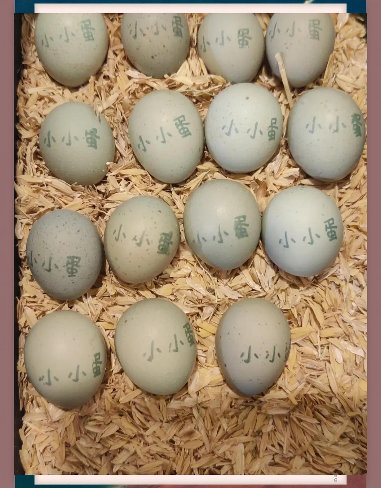 养殖芦丁鸡合法吗(养芦丁鸡需要投资多少钱)