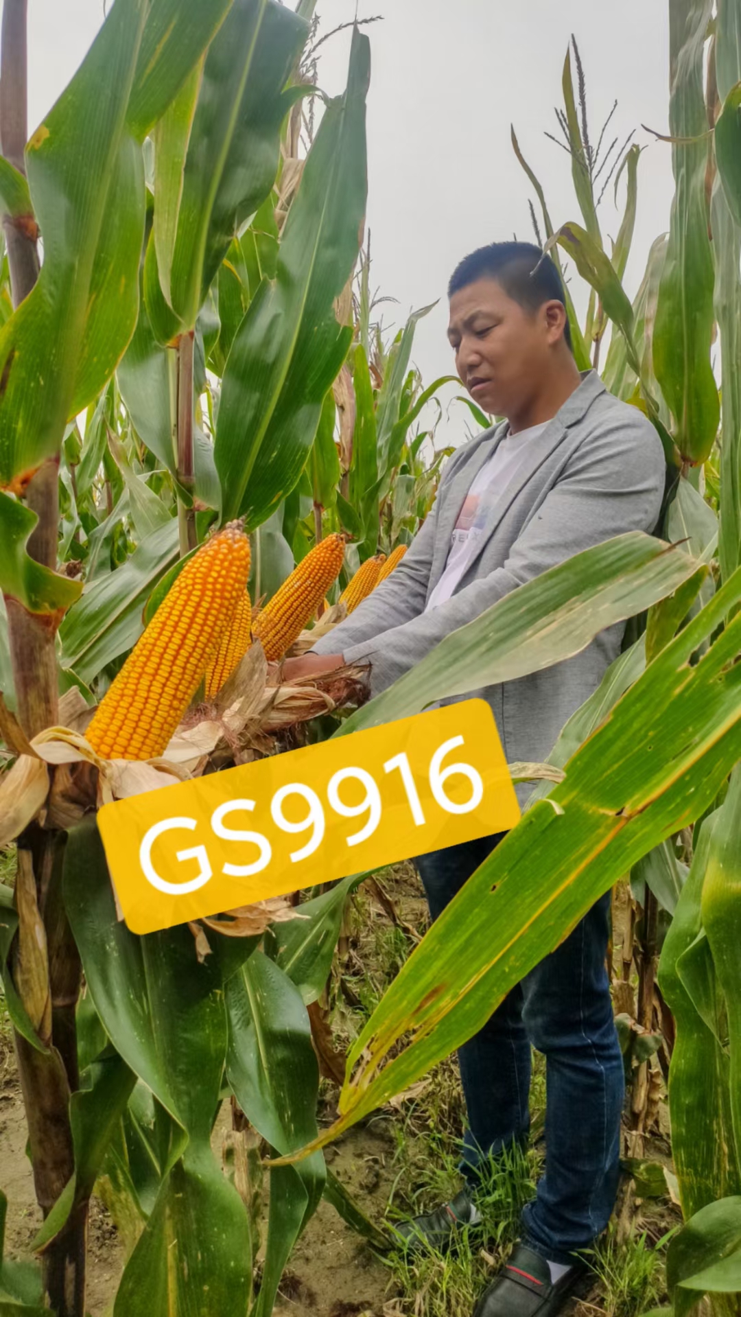 199玉米种(玉米种919是哪里产的)