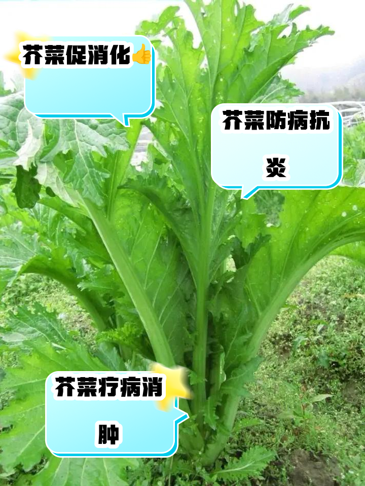 芥菜什么季节(芥菜什么季节播种)