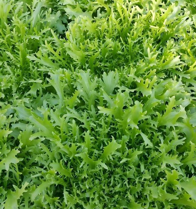 苦菊怎么种植方法如下(苦菊怎么种植方法如下图片)
