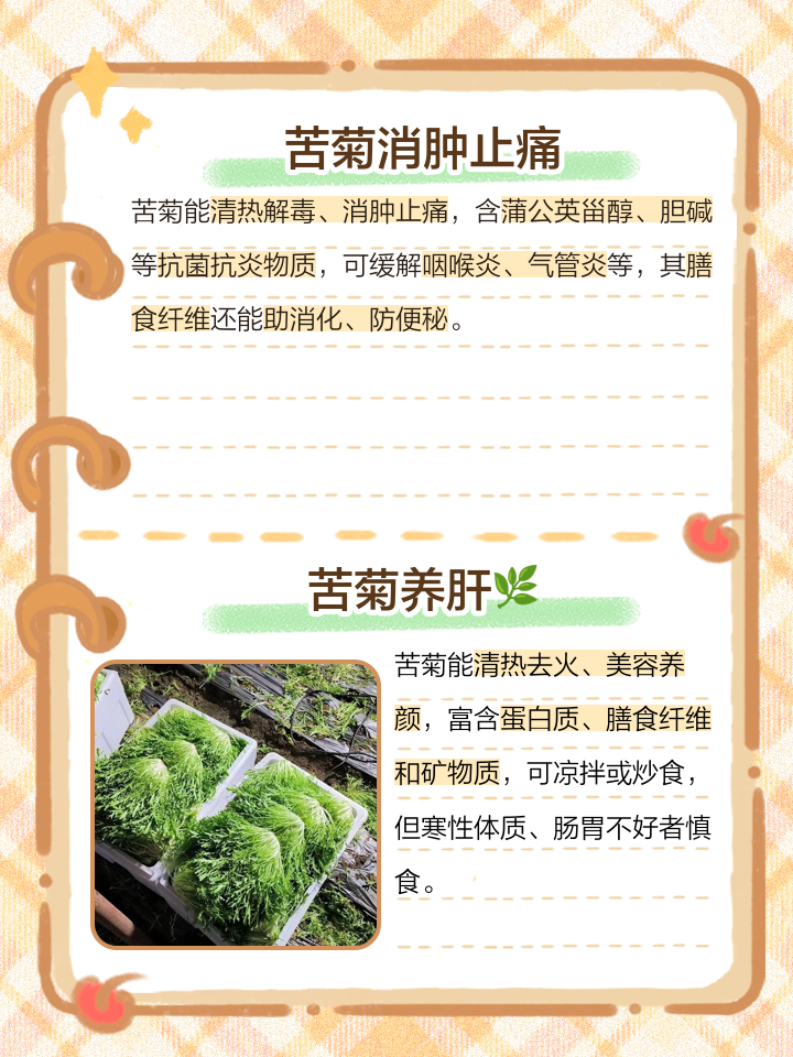 苦菊怎么种植方法如下(苦菊怎么种植方法如下图片)