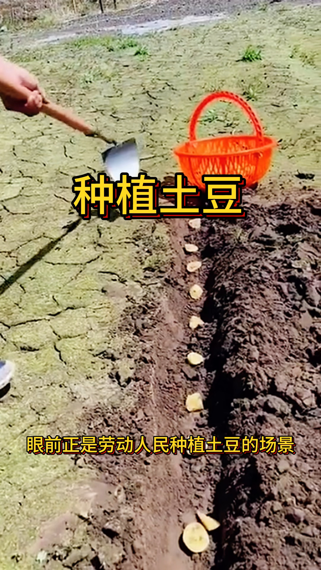 土豆不能和什么一起种植(不能种在一起的蔬菜明细表)
